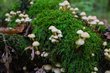 A prolific colony of small, light-colored mushrooms is growing densely on a bright green moss-covered log, creating a surreal scene in a damp, shaded woodland environment.