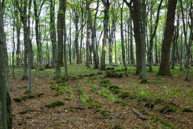 A bright, spacious forest in early autumn or late spring with tall, slender trees and sparse canopies that let sunlight through.