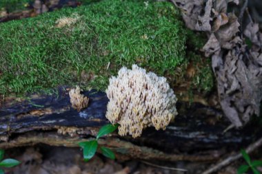 An unusual coral-shaped mushroom of a light beige color grows on a large branch covered with saturated green moss.