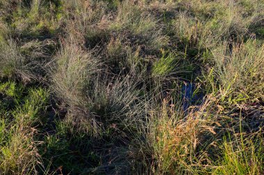 This close-up shot shows an area of field grass and tussocks, displaying a mixed green-brown hue typical of late summer or autumn.