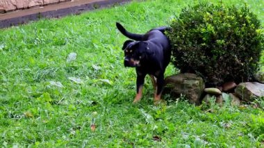 Büyük siyah bir köpek arka bacağını kaldırır, güneşli bir şehir parkındaki çimlerin üzerindeki bölgesini işaretler. Bu davranış, hayvanın doğal kokusunu bırakma içgüdüsünü yansıtır..