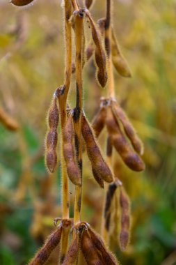 A close-up view shows mature, hairy brown soybean pods hanging from the stem, reflecting the final stage of the harvest. The shot emphasizes the plant's texture against a blurred yellow-green background, typical of an autumn field.