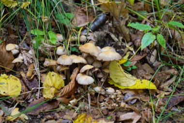 A cluster of small, pale-brown mushrooms with slender stems emerges from the soil, surrounded by a dense forest floor of fallen yellow and brown autumn leaves and green grass. The shot captures a typical autumn woodland scene and the richness.