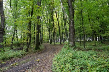 A forest landscape with green tree canopies, at the center of which is a dirt path covered with fallen leaves that splits into two directions. Tall tree trunks create vertical lines and a sense of depth in the woodland thicket.
