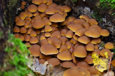 A dense cluster of small mushrooms with smooth, rounded caps of warm brownish-orange hues, growing in a hollow between moss and tree bark. The large number of caps creates a rich texture and reflects the abundant natural life of the forest floor.