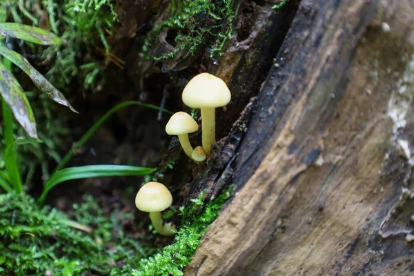 A close-up view shows a cluster of small light-yellow mushrooms growing from a crack in the dark bark of an old tree, surrounded by bright green moss and forest vegetation. The image emphasizes the fragility and beauty of natural life in the 