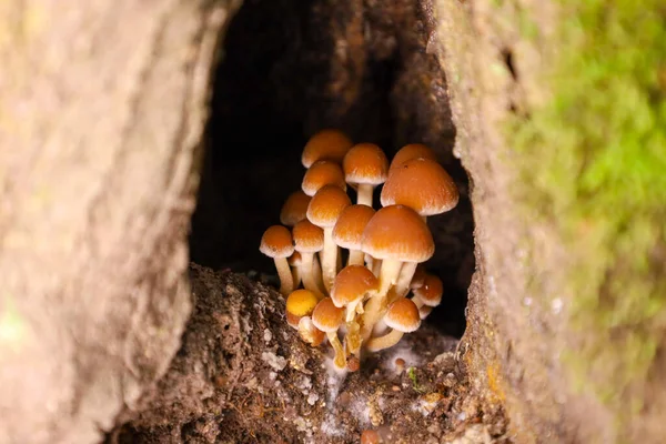 A cluster of small brownish-orange mushrooms grows in a cavity between wood and soil, framed by a dark space and moss on a light stone to the right. The scene emphasizes the mystery and fragility of natural life in a forest crevice.