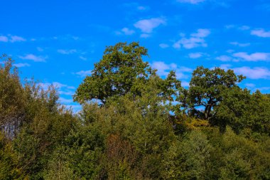 A bright blue sky with small clouds creates a saturated backdrop for a dense forest mass, where sprawling oak trees dominate.