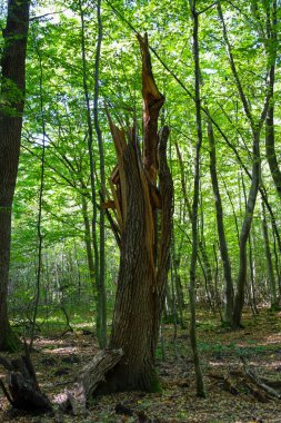 The central element of the dense forest is a tall, split trunk of an old tree, contrasting with the young green trees surrounding it.
