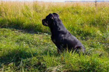 A large, black dog sits in a meadow, surrounded by tall green and dry grass, looking away from the frame. Its dark coat contrasts with the bright greenery, highlighting the animal's attentive posture among the field vegetation.