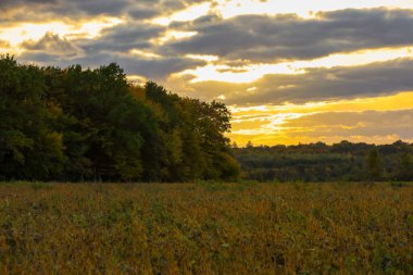 A dramatic sunset or sunrise produces a vivid golden-yellow glow breaking through layered dark clouds over a farmland field. The foreground is dominated by dry, autumnal vegetation, and the horizon is defined by a dense treeline.