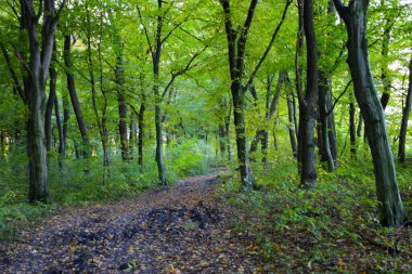 Bu orman sahnesinde, uzun ve karanlık ağaçların arasından sarkan yapraklarla kaplı kirli bir patika sergileniyor. Canlı yeşil yapraklar, doğal ışıkla manzarayı aydınlatan zengin bir gölgelik oluşturur..