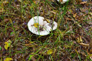 A light-colored mushroom with a flat, slightly concave cap rests on the forest floor, surrounded by dense, green-yellow grass and fallen leaves.