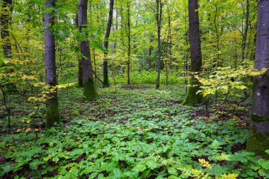 Sonbaharın başlarında parlak, ferah bir orman yerde düşük büyüyen yeşil bitkilerden oluşan yoğun bir halı gösteriyor. Ağaç gövdeleri yosunla kaplıdır ve gölgelikler hala çok yeşil yapraklar taşır, sadece bazı dallar sararmaya başlar..