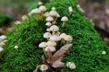 A cluster of small mushrooms with light-colored caps grows on a log entirely covered in bright green, dense moss. The contrast between the delicate fungi, the saturated color of the moss, and the brown fallen leaves emphasizes life