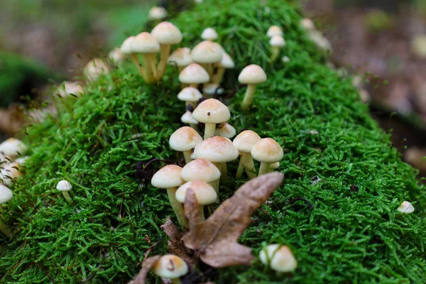 A cluster of small mushrooms with light-colored caps grows on a log entirely covered in bright green, dense moss. The contrast between the delicate fungi, the saturated color of the moss, and the brown fallen leaves emphasizes life