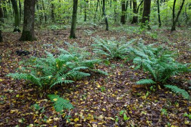 Sonbaharın başlarında bu orman manzarası yerde yetişen yeşil eğreltiotlarını sergiliyor, kahverengi ve sarı dökülen yapraklarla kaplı..