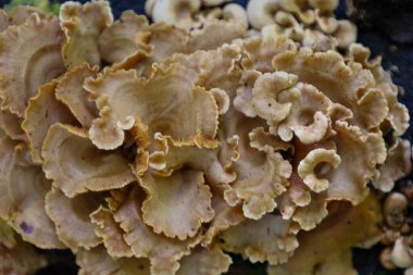 Bir makro fotoğraf, eski ahşap üzerinde büyüyen, bej-kahverengi gölgeli, fan şeklinde yoğun bir mantar kümesini gösterir. Yüksek detay ve zengin doku, orman bitkisinin organik güzelliğini ve bozulma sürecini vurgular..