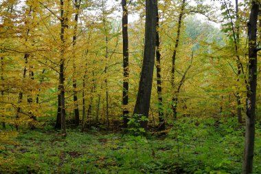 Sonbaharın başlarında geniş bir orman manzarası, dallardaki dikey ağaç gövdeleri ile parlak sarı-altın yapraklar arasındaki zıtlığı gösteriyor..