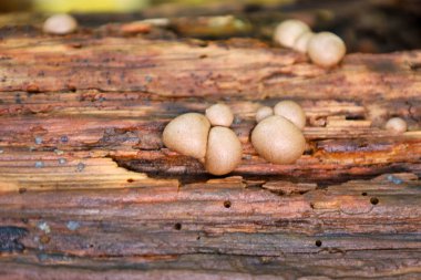 Bir makro fotoğraf soluk bej mantar kümeleri yoğun bir şekilde büyüyen nemli, çürüyen kütük gözenekli, desenli kabuk kaplı.
