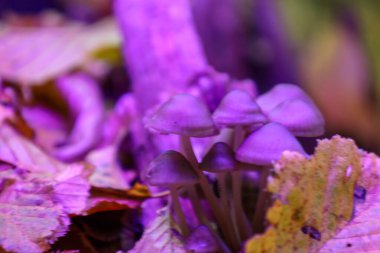 Canlı bir makro çekim, çan şeklindeki küçük mantar kümesini yakalar. Yoğun mor ışıkla aydınlatılarak gerçeküstü bir atmosfer yaratır..