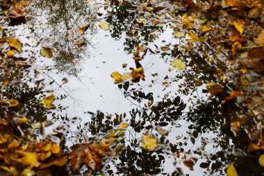 Yukarıdan çekilen makro çekim, düşen sarı-kahverengi sonbahar yapraklarıyla dolu bir orman yolunda bir su birikintisi yakalar. Yüzeyi parlak gökyüzünü ve ağaç dallarının karanlık siluetlerini yansıtır..
