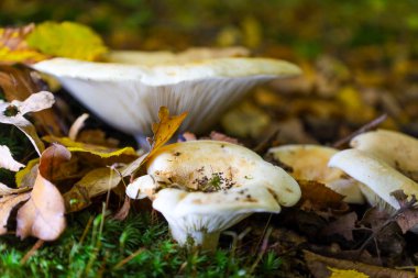 Orman çöplüğünde bir grup açık renkli mantar büyür, geniş, çukurluk kapakları ve altında farklı solungaçlar bulunur, parlak sonbahar yapraklarının altında ortaya çıkar..