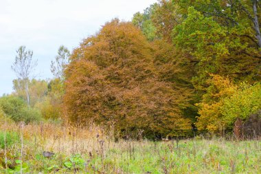 Canlı bir sonbahar manzarası çeşitli renkler sergiler: yeşil-sarı ağaçlar ve ön planda kuru otlarla çevrili, zengin kırmızımsı-kahverengi bir gölgeliğe sahip büyük bir ağaç..