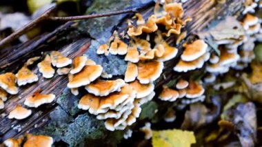 Yakın çekim, orman zemininde yatan yosun kaplı bir ağaç dalında büyüyen canlı bir parazit mantar kolonisini gösteriyor. Bu doğal fenomen, çöldeki yaşamın bozulma ve döngüsünü gösteriyor..