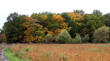 Uçurumun kenarındaki kasvetli sonbahar ormanı, sarı-yeşil yaprakların ağaçları sardığı yer. Kırsal bir toprak yolun bir kısmı mesafeye çıkıyor, huzur ve sessizlik ortamı yaratıyor..