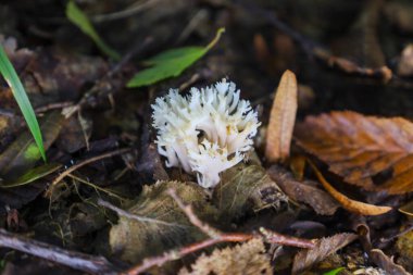 Enfes şekilli kaymak gibi beyaz bir mercan mantarı orman zemininde, düşmüş sonbahar yaprakları ve dallarla çevrili olarak yetişir..