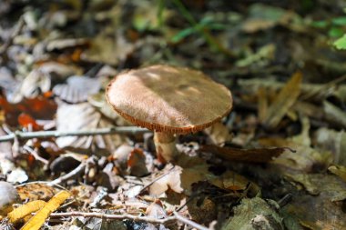 Tek bir orta boy mantar bej-kahverengi kapaklı ve açıkça görülebilen solungaçlar ormandaki kuru yaprakların arasında yetişir. Güneş ışığı onu kısmen aydınlatır, gölge oyunu yaratır ve orman zemininin doğal dokusunu ön plana çıkarır..