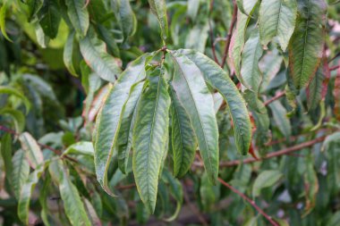 Yakın plan, belirgin sarımsı damarları olan zengin yeşil renkli, uzun şeftali ağacı yapraklarından oluşan bir küme gösterir. Bu da sonbaharda yaşlanmayı ya da eksikliği gösterir.. 