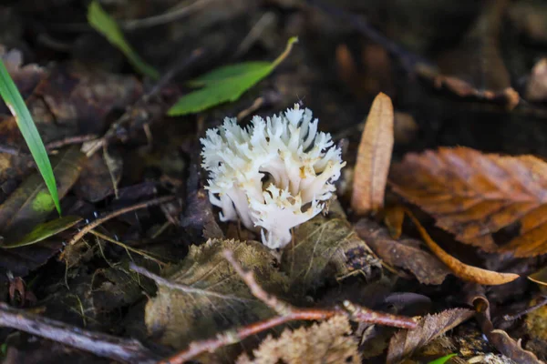 Enfes şekilli kaymak gibi beyaz bir mercan mantarı orman zemininde, düşmüş sonbahar yaprakları ve dallarla çevrili olarak yetişir..