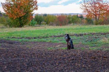 Bir öykü çerçevesi, sonbahar yapraklı ağaçların arka planında tek başına saban ve yeşil bir tarlada oturan bir köpeği tasvir eder.. 
