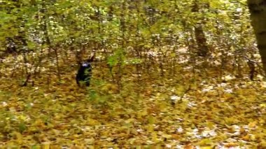 Siyah bir köpek sonbahar ormanında hızlı bir şekilde koşar. Altın güneş ışığı ağaçların arasından süzülüp düşen sarı yaprakları aydınlatıyor. Neşeli köpek özgürlüğün ve sonbahar yürüyüşünün tadını çıkarıyor..
