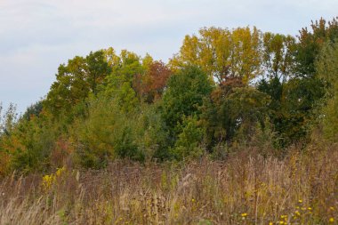 Uçsuz bucaksız kırsal bir arazide yeşil ve altın sarısı ağaçların kuru otlar ve kır çiçeklerinin üzerinde uzandığı karışık bir orman sergileniyor. Bu resim geçiş sonbaharının zengin renklerini ve dokularını vurgular..