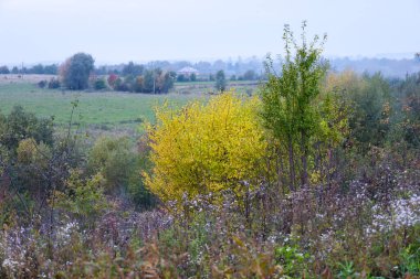 Yoğun sarı bir çalı, arka planda geniş bir tarımsal manzaraya sahip yabani otlar ve küçük beyaz çiçeklerle çevrili bir tepenin üzerinde duruyor..