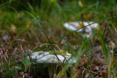 Küçük soluk yeşil-beyaz bir mantar orman zemininde uzun yeşil ve kuru kahverengi çimenlerin arasına gizlenir ve derin bir sonbahar makro çekimi yaratır. Önplandaki odak noktası, doğal çevrenin gizemini ve detaylarını vurgular..
