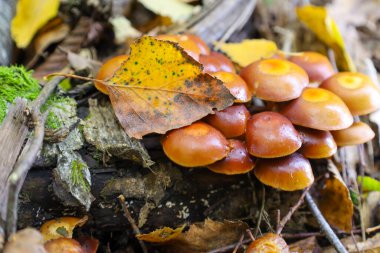 Yakından bakınca, yosun kaplı ahşaptan filizlenen parlak turuncu-kahverengi mantar kümesini ve üstüne de düşmüş sarı bir yaprak serpildiğini görüyoruz. Görüntü sonbahar orman zemininin zengin renklerini ve nemli dokusunu vurguluyor..