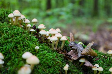Büyük bir küme küçük, soluk sarı mantar filizlenir orman zeminindeki canlı yeşil yosunlardan, düşmüş kahverengi bir yaprağın yanında. Makro çekim misel hayatın detaylarını ve ormanın nemli, yeşil atmosferini vurgular..