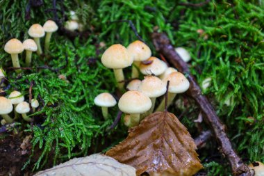 Yakından bakıldığında, yeşil, yosunlu bir tabakadan filizlenen ve düşmüş yaprak ve dallarla çevrili küçük, soluk sarı mantarlar görülüyor. Bu makro sahne orman zemininin nem ve detaylarını yakalar..