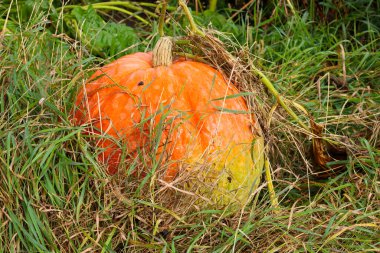 Olgun, parlak turuncu bir balkabağı. Altında yeşil bir leke var. Uzun, kalın çimenler ve kuru yapraklar arasında uzanıyor. Bu yakın plan görüntü hasat mevsimini, sonbahar havasını ve doğanın güzelliğini mükemmel bir şekilde yansıtıyor..