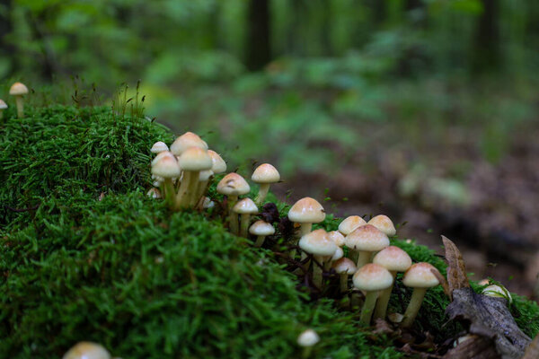A numerous cluster of tiny, pale yellow mushrooms sprouts from a thick layer of vibrant green moss covering a log or stump.