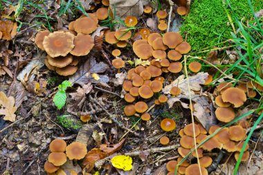 Genel bir görüş, orman zemininde yoğun bir şekilde büyüyen kahverengimsi-turuncu başlıklı büyük bir mantar kümesini yakalar..