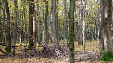 Huzurla kaplanmış huzurlu bir sonbahar ormanı. Kamera yerde yatan narin altın ve kıpkırmızı yapraklara odaklanıyor. Güneş ışığı, ender ağaçların arasından usulca doğar görkemli ağaç gövdelerini aydınlatır..
