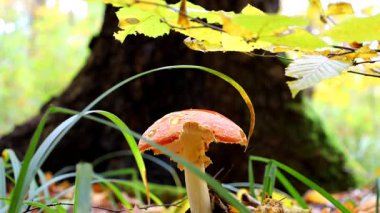 Canlı kırmızı bir sineksi mantar, düşen sonbahar yaprakları ve yemyeşil otlardan oluşan altın bir halının arasında göze çarpar. Mantar, muazzam bir ağaç gövdesinin dibinde yetişir ve doğal renklerle dolu pitoresk bir orman sahnesi yaratır. .