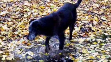 Yaşlı, bilge, siyah bir köpek sonbahar ormanında yavaşça yürüyor. Sıcak güneş ışığı ağaçların arasından süzülerek küçük bir orman birikintisine yansıyor. Huzur ve konforlu bir atmosfer.