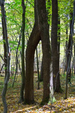 Esrarengiz bir sonbahar orman manzarası, eğri gövdeli eşsiz bir ağacı vurguluyor doğal bir kemer oluşturuyor, birçok dikey gövdenin arasında duruyor..