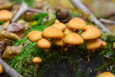 Yuvarlak kapaklı parlak turuncu mantar kümesi yoğun olarak yosunlu, yeşil kaplı bir kütükte ya da orman zemininde yetişir..